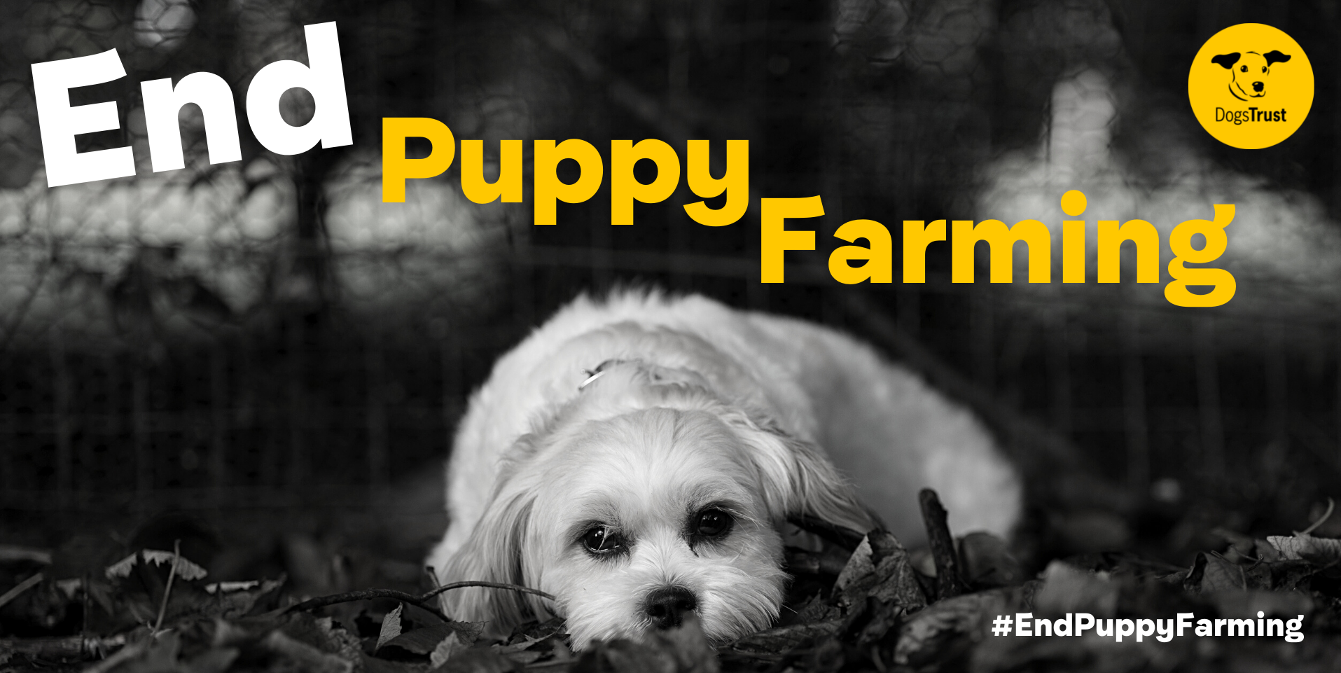 190357end-puppy-farming